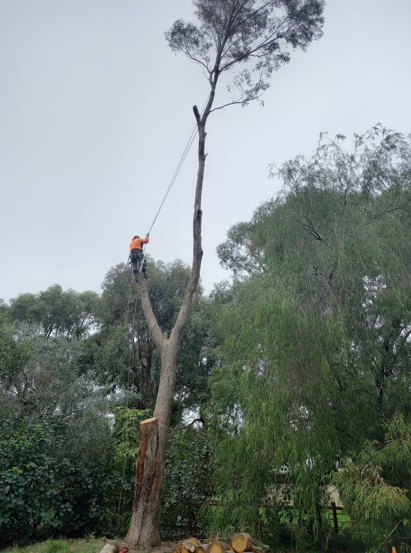 Treeze Professional work 3