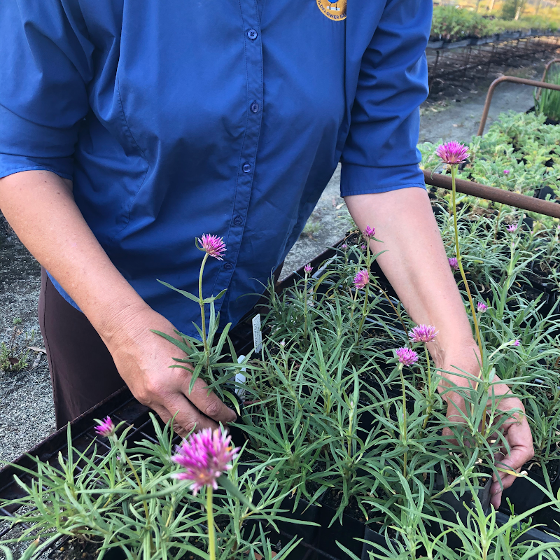 Western Wildflower Gardens work 4