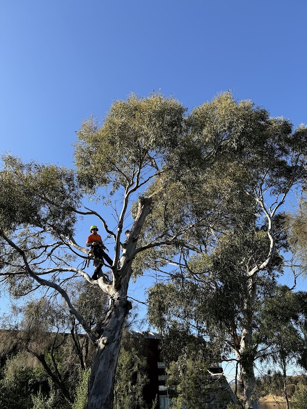 Why Arb- Arborist and Grounds Maintenance Hobart project 1