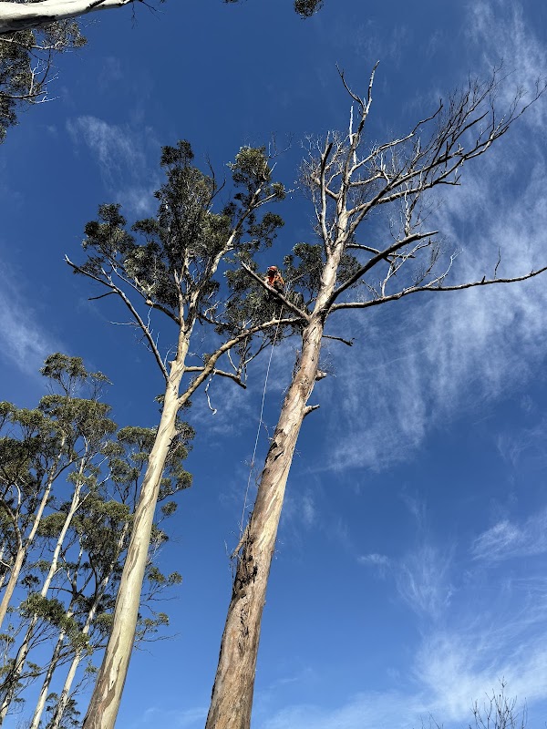 Why Arb- Arborist and Grounds Maintenance Hobart project 3