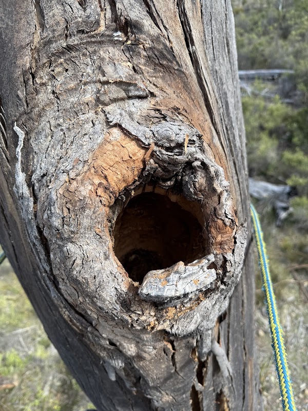 Why Arb- Arborist and Grounds Maintenance Hobart project 4
