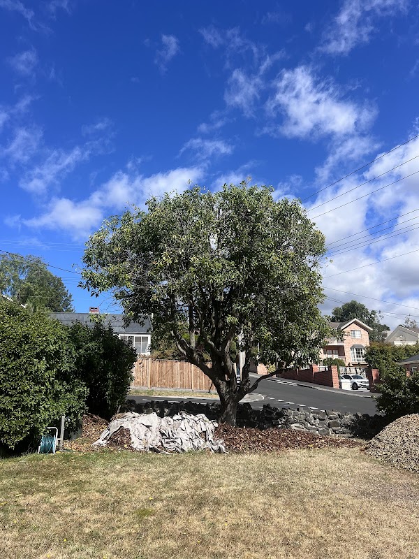 Why Arb- Arborist and Grounds Maintenance Hobart project 6