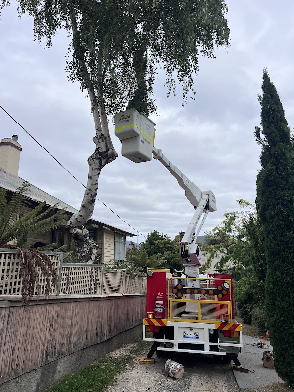 Why Arb- Arborist and Grounds Maintenance Hobart project 8