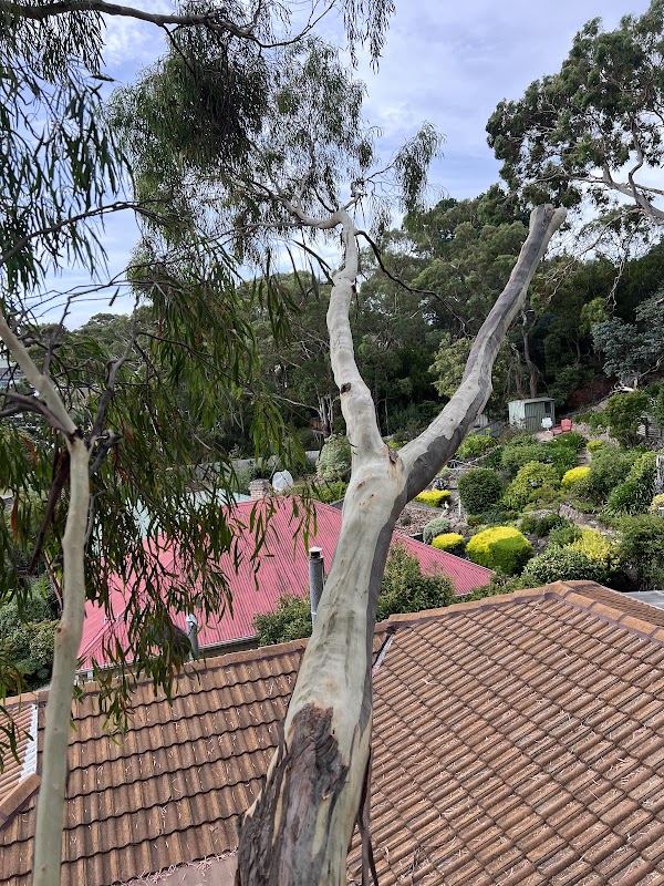 Why Arb- Arborist and Grounds Maintenance Hobart project 9