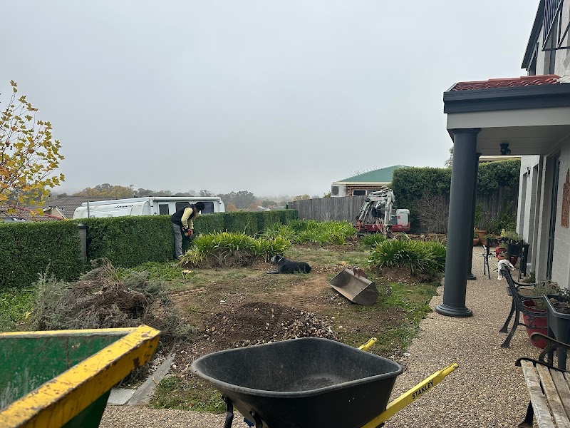 Yellow Rose Gardening work 1