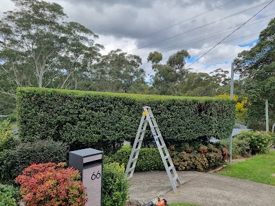 feature trees & perfection hedging