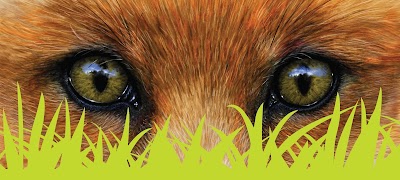 Fox Mowing & Gardening Riverstone | Lawn Mowing & Gardening Services