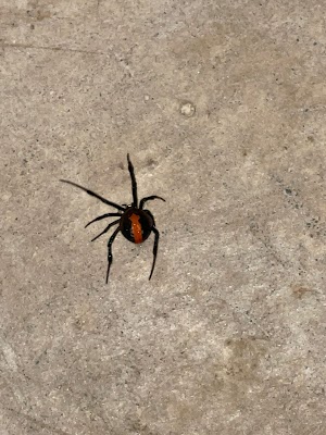 7 States Pest Control project 5