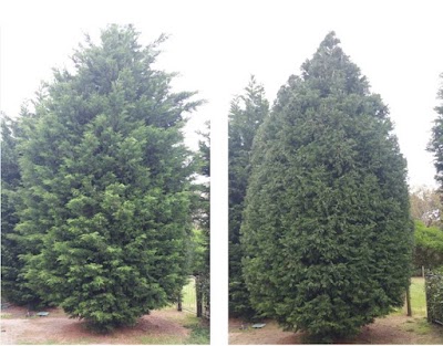 A All Day Services project 4