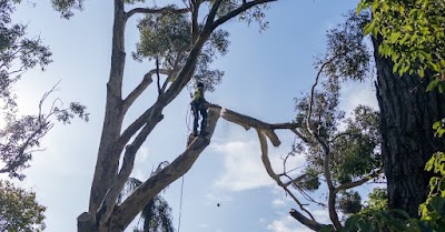 A.P. Tree Management photo 2