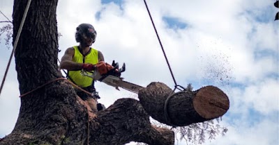 A.P. Tree Management project 4