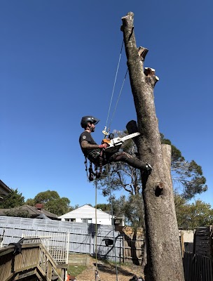 A.P. Tree Management project 5