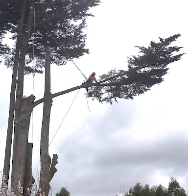 A1 Tree Solutions photo 2