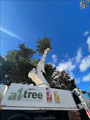 A1 Tree Solutions project 6