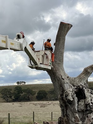 A1 Tree Solutions photo 1