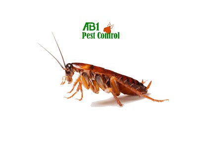 AB1 Termite & Pest Control work 2