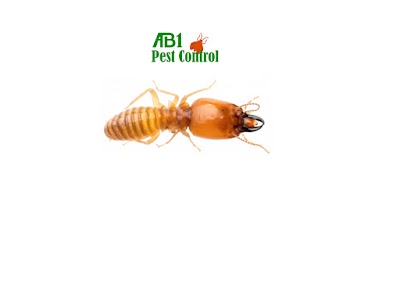 AB1 Termite & Pest Control work 3