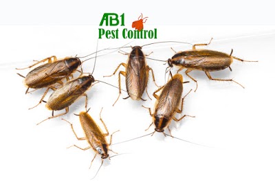 AB1 Termite & Pest Control work 4