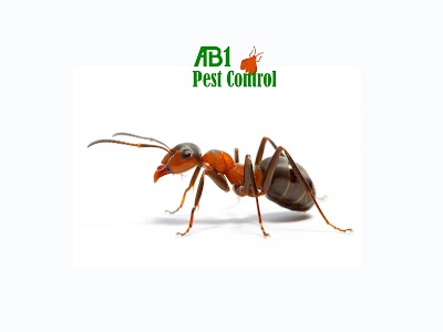 AB1 Termite & Pest Control