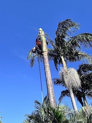 ABC Tree Lopping - All Tree Services| Arborist | Stump Grinding photo 2