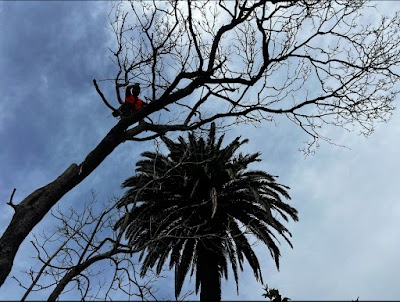 ABC Tree Lopping - All Tree Services| Arborist | Stump Grinding photo 3