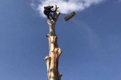 ABC Tree Lopping - All Tree Services| Arborist | Stump Grinding project 4