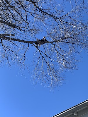 ABC Tree Lopping - All Tree Services| Arborist | Stump Grinding project 5