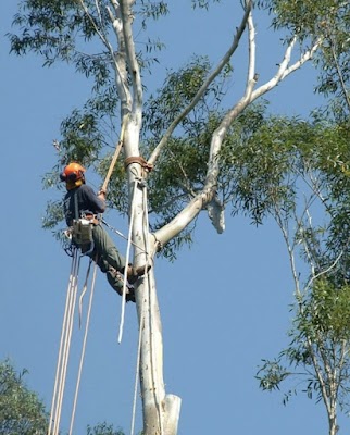 ABC Tree Lopping - All Tree Services| Arborist | Stump Grinding