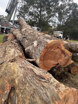 Above All Tree Services project 4