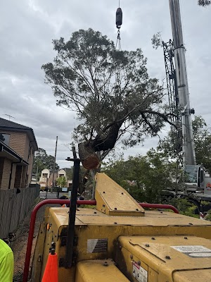 Above All Tree Services project 5