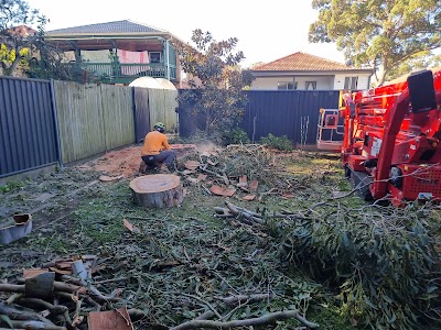 Above All Tree Services project 6