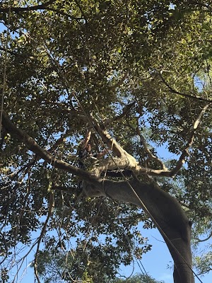 Above All Tree Services