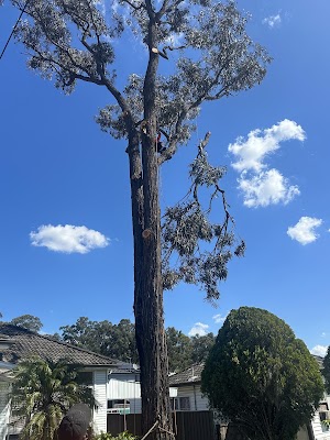 Absolute Tree Services photo 2