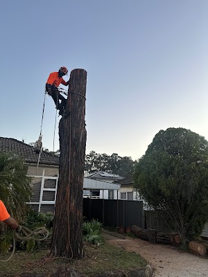 Absolute Tree Services photo 3