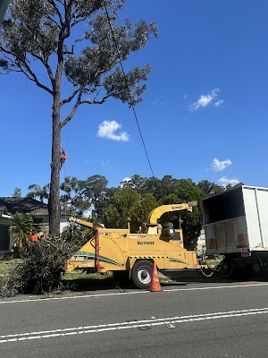 Absolute Tree Services project 4