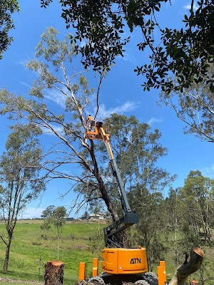 Absolute Tree Services project 5