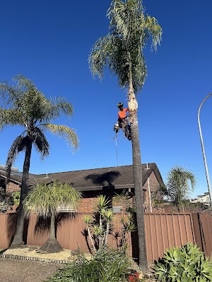 Absolute Tree Services project 6