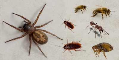 Active Pest Control Management Pty Ltd project 6