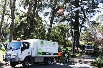 Adelaide Hills Tree & Stump Removal Pty Ltd photo 3