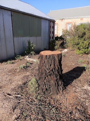 Affordable Tree Solutions photo 2