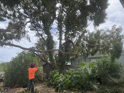 Affordable Tree & Stump Services work 3