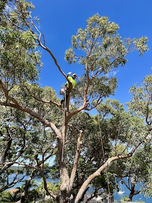 ALEX TREE LOPPING photo 3