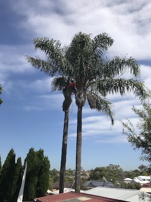 ALEX TREE LOPPING project 4