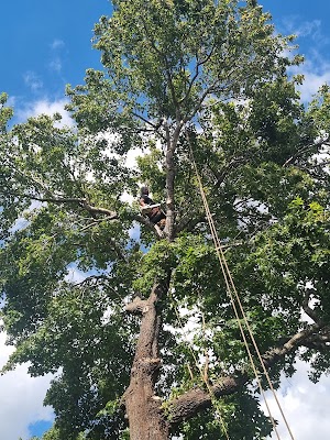 All Around Trees Services - AATS photo 3