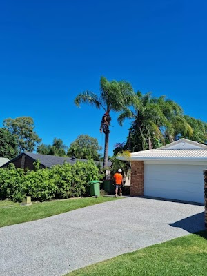 All Tree Pros Removal Services Sydney photo 2