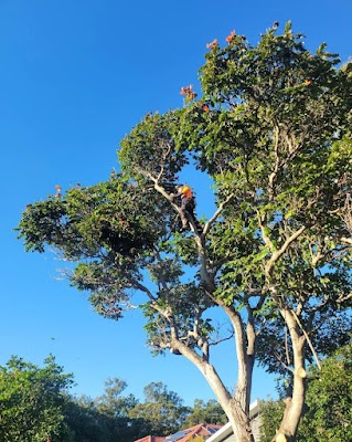 All Tree Pros Removal Services Sydney project 4