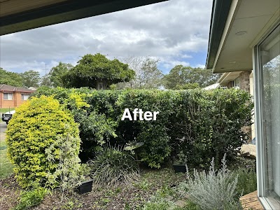All Tree Pros Removal Services Sydney project 5