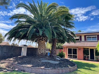 Arborcare Tree Contractors work 4