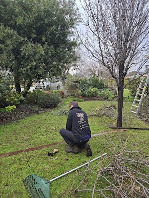 Arborcare Tree Contractors project 6