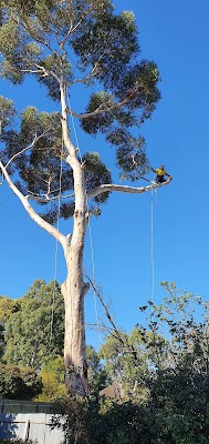 Arborcare Tree Contractors